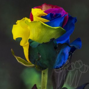 Rainbow 02-Dark